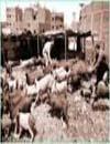صورة مصغّرة