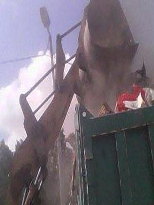 صورة
