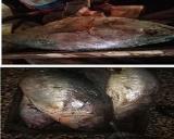 صورة مصغّرة